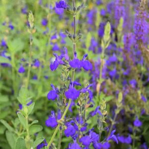 Salvia 'Blue Note'PBR ---